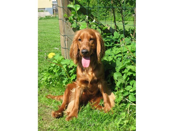 Cocker spaniel Diva  Solgt :'(  - Min skønne hun hund Diva. Hun er så fantastisk, og noget så smuk:) billede 1