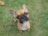 Fransk bulldog Malou
