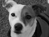 Jack russell terrier Thess