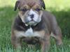 Olde english bulldogge Milo