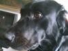 Labrador retriever Zetta
