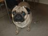 Mops Alfred