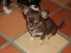 Chihuahua Martina´s Simone *solgt* [Tidl. hund]