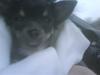 Chihuahua beauty  R.I.P