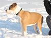 Amerikansk staffordshire terrier Gaia