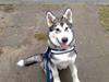 Alaskan malamute Keyla