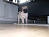 Mops emma