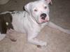 Amerikansk staffordshire terrier  R.I.P. herbie