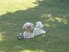 Shih tzu Minge