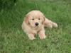 Golden retriever Bella