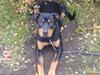 Rottweiler Zhila