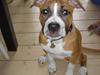 Amerikansk staffordshire terrier Tiggi