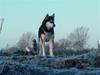 Alaskan malamute marla er taget i himlen:(