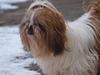 Shih tzu HappyLady Vom Drachenberg