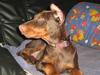 Dobermann enigma