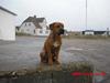 Amerikansk staffordshire terrier Rocky
