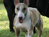 Bullterrier miniature Grace Vom-Emkental 