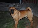 Shar pei Balu