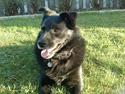 Hollandsk hyrdehund pumba