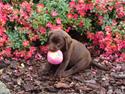 Labrador retriever Dumle