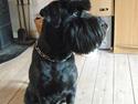 Mellemschnauzer mohner`s yari