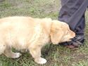 Nova scotia duck tolling retriever Beautyfull Mischa