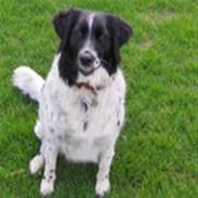 Blanding af racer Sille