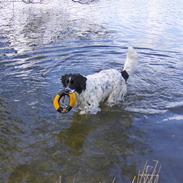 Blanding af racer Sille