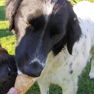 Blanding af racer Sille