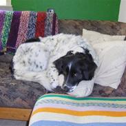 Blanding af racer Sille