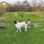 Blanding af racer Sille