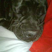 Amerikansk bulldog freja ( R.I.P)