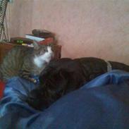 Amerikansk bulldog freja ( R.I.P)