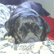 Amerikansk bulldog freja ( R.I.P)