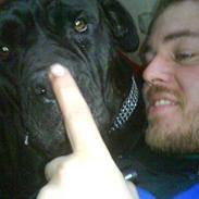 Amerikansk bulldog freja ( R.I.P)