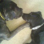 Amerikansk bulldog freja ( R.I.P)