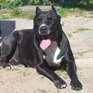 Amerikansk staffordshire terrier <3 Tikki <3 R.I.P Min Engle <3