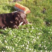 Labrador retriever Fiona