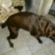 Labrador retriever Fiona