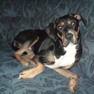 Blanding af racer Ziggi