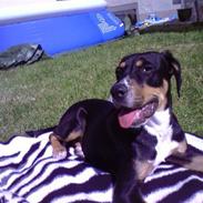 Blanding af racer Ziggi