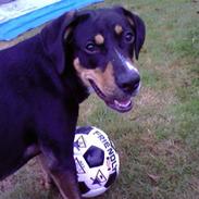 Blanding af racer Ziggi