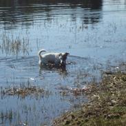 Jack russell terrier Thess