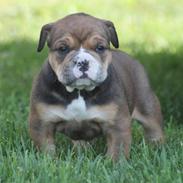 Olde english bulldogge Milo