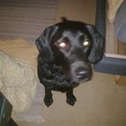 Labrador retriever Zetta