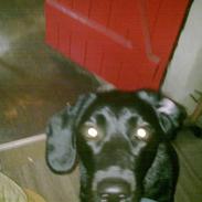 Labrador retriever Zetta