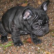 Fransk bulldog Carlos