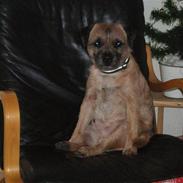 Border terrier Timmer