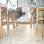 Border terrier Timmer