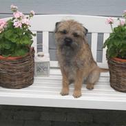 Border terrier Timmer